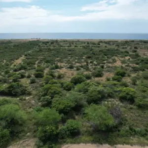 ANI-117 | Puerto escondido, palmarito 3.8