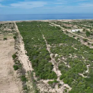 ANI-118 | Puerto escondido, palmarito